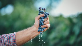 Is this the year of the high-end harvest party?
